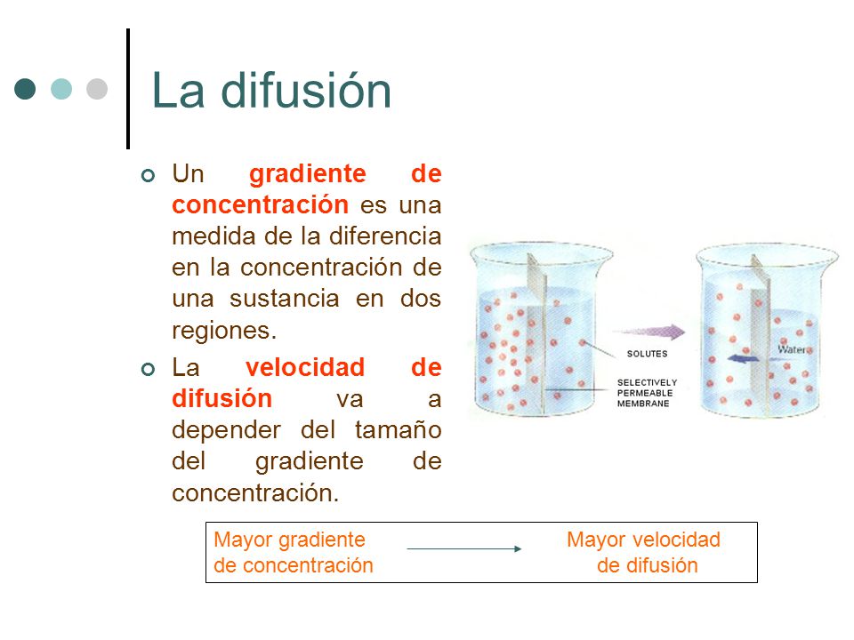 La difusión Un gradiente de concentración es una medida de la diferencia en la concentración de una sustancia en dos regiones.