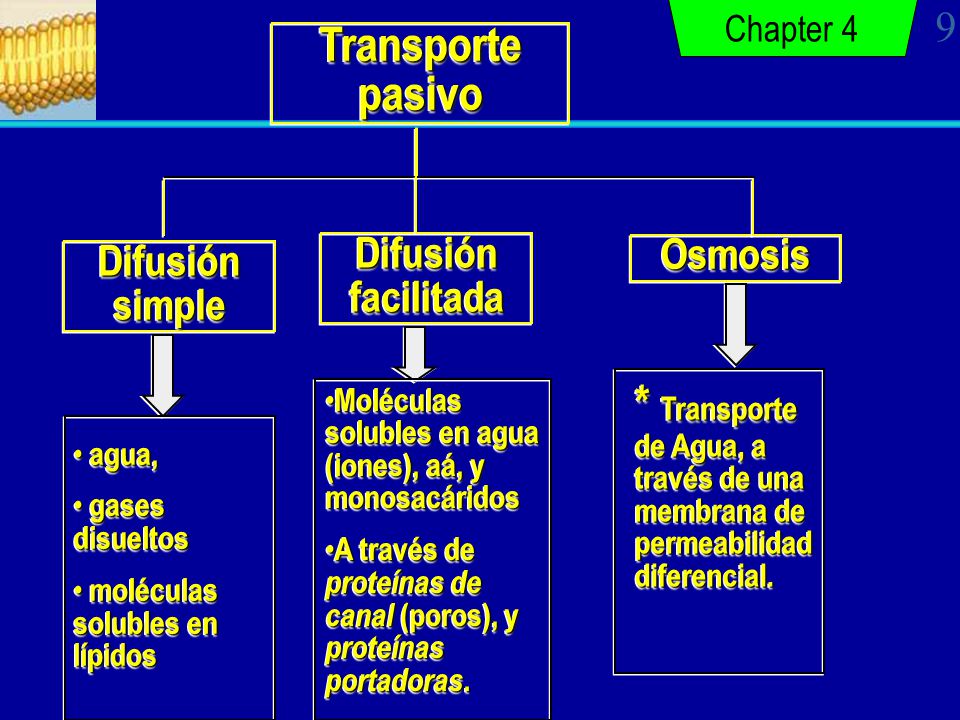 Chapter 4 Transporte pasivo. Difusión facilitada. Osmosis. Difusión simple. Moléculas solubles en agua (iones), aá, y monosacáridos.