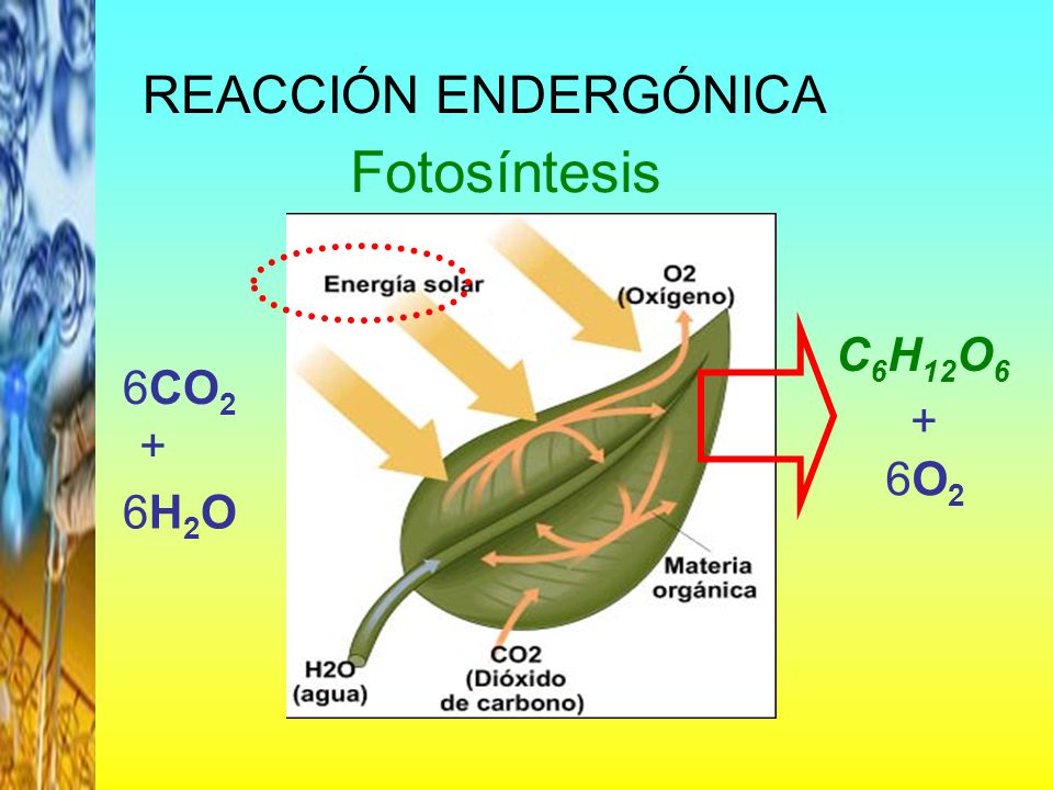 REACCIÓN ENDERGÓNICA Fotosíntesis C6H12O6 6CO O2 6H2O