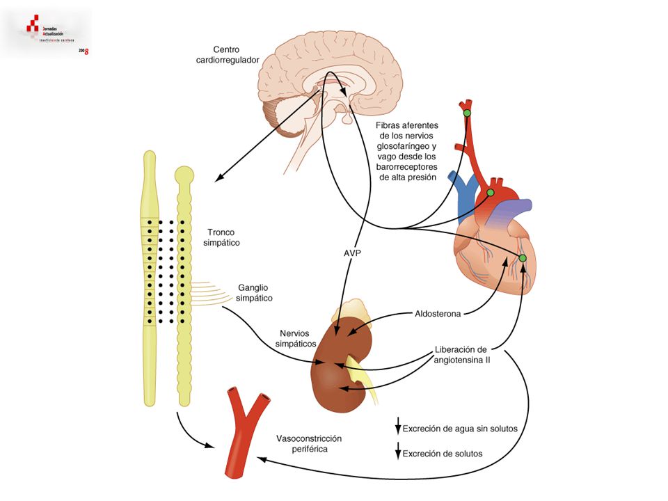 Activación de los sistemas neurohormonales en la insuficiencia cardiaca.