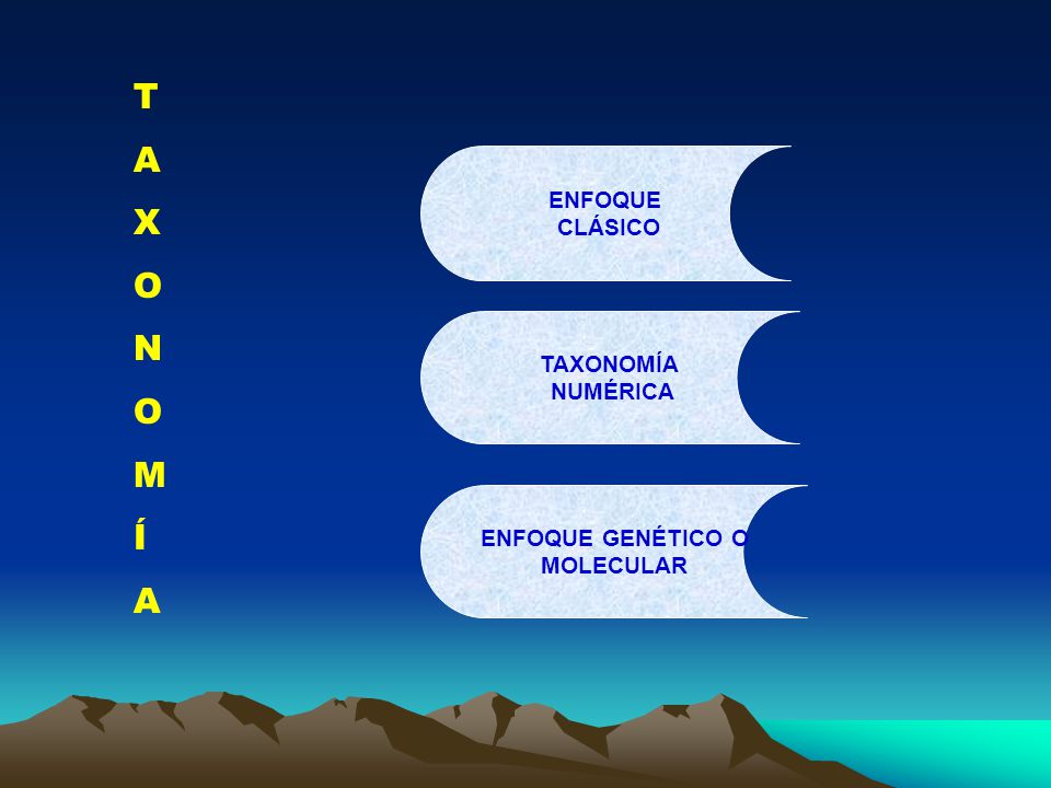 T A X O N M Í ENFOQUE CLÁSICO TAXONOMÍA NUMÉRICA ENFOQUE GENÉTICO O