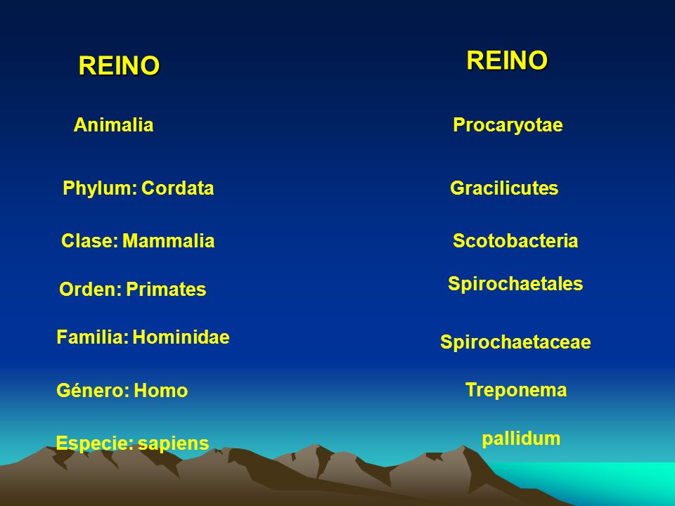 REINO REINO Animalia Procaryotae Phylum: Cordata Gracilicutes