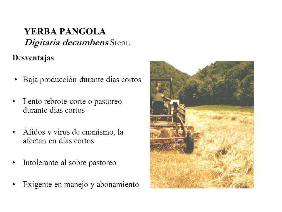 YERBA PANGOLA Digitaria decumbens Stent.