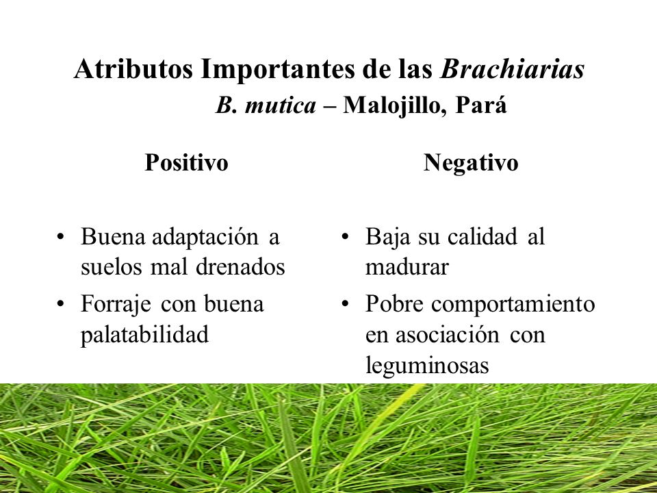 Atributos Importantes de las Brachiarias B. mutica – Malojillo, Pará
