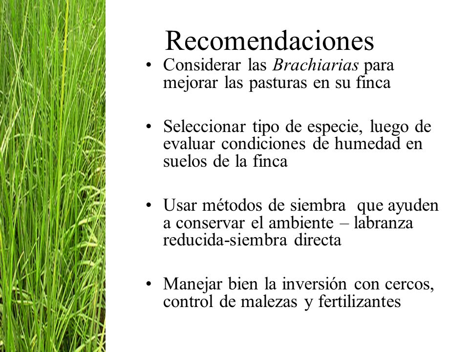 Recomendaciones Considerar las Brachiarias para mejorar las pasturas en su finca.