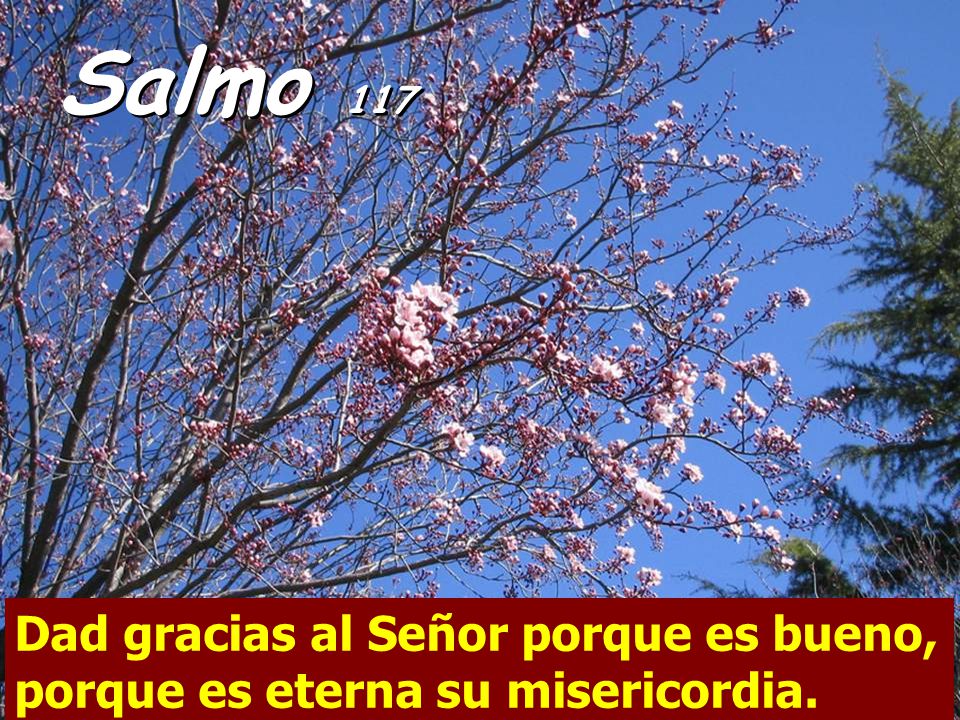 Salmo 117 Dad gracias al Señor porque es bueno, porque es eterna su misericordia.