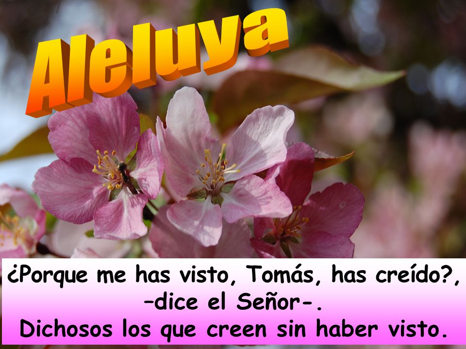 Aleluya ¿Porque me has visto, Tomás, has creído , –dice el Señor-.