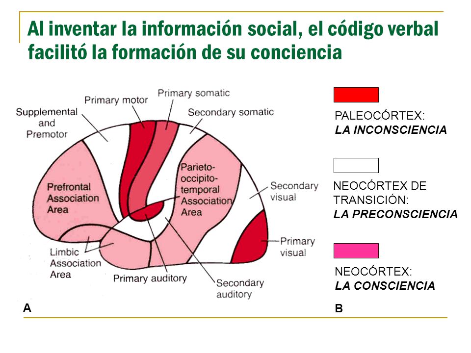 Al inventar la información social, el código verbal facilitó la formación de su conciencia