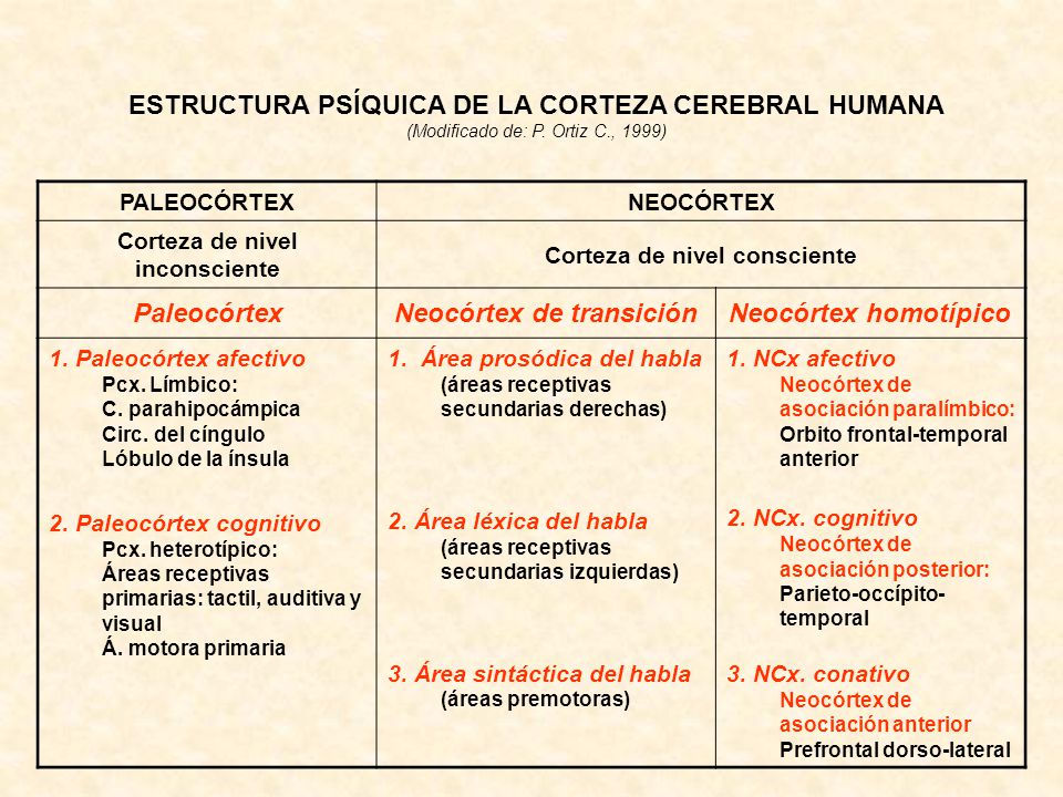 Paleocórtex Neocórtex de transición Neocórtex homotípico