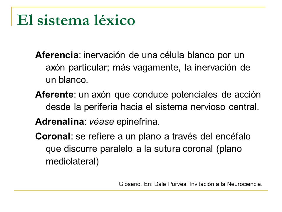 El sistema léxico Aferencia: inervación de una célula blanco por un axón particular; más vagamente, la inervación de un blanco.