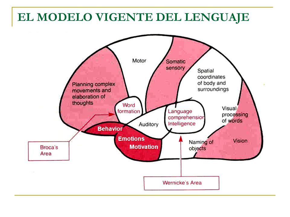 EL MODELO VIGENTE DEL LENGUAJE