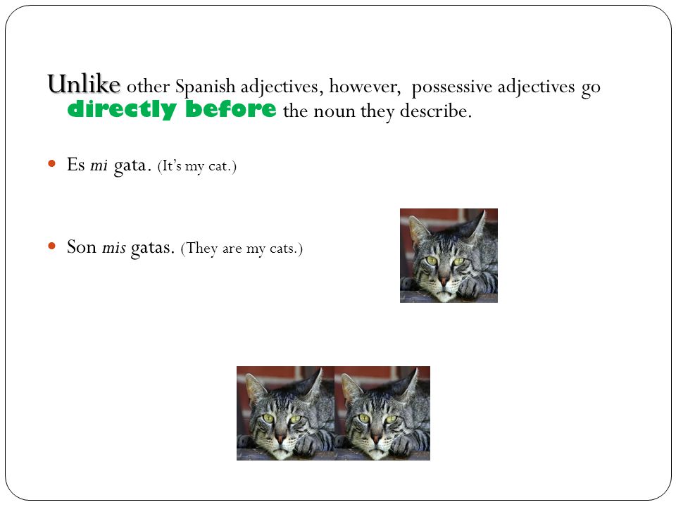 Unlike other Spanish adjectives, however, possessive adjectives go directly before the noun they describe.