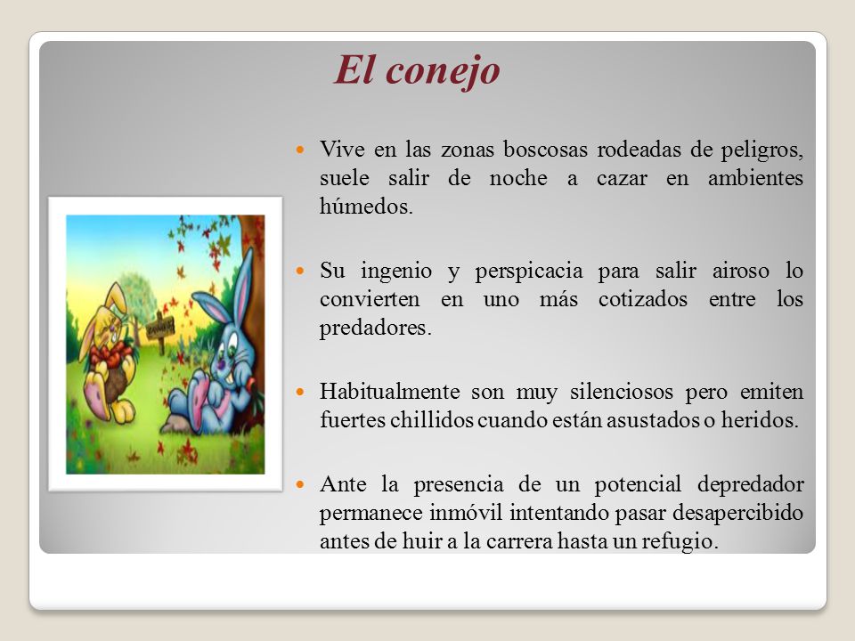 El conejo Vive en las zonas boscosas rodeadas de peligros, suele salir de noche a cazar en ambientes húmedos.