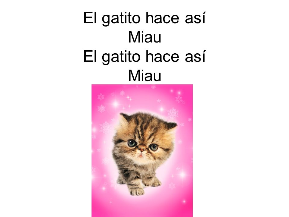 El gatito hace así Miau El gatito hace así Miau