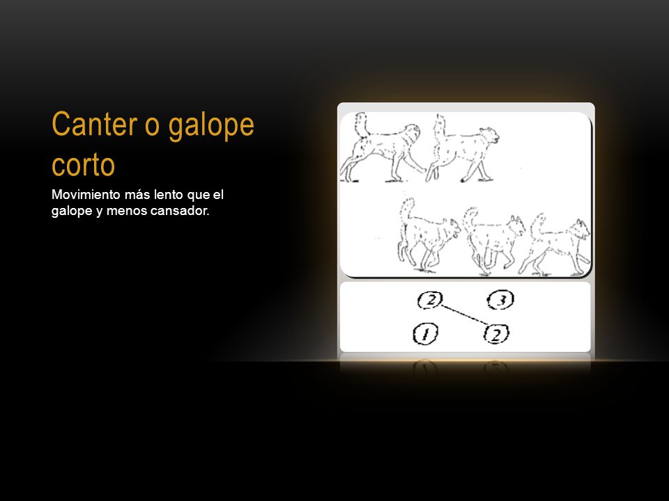 Canter o galope corto Movimiento más lento que el galope y menos cansador.