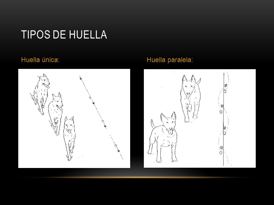 Tipos de huella Huella única: Huella paralela: