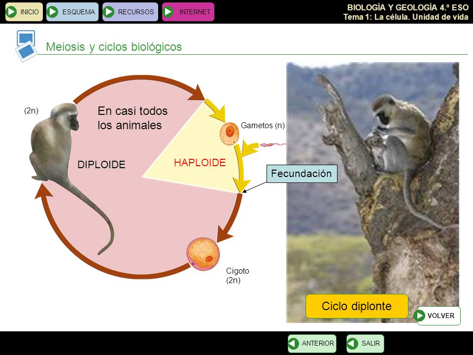 Meiosis y ciclos biológicos