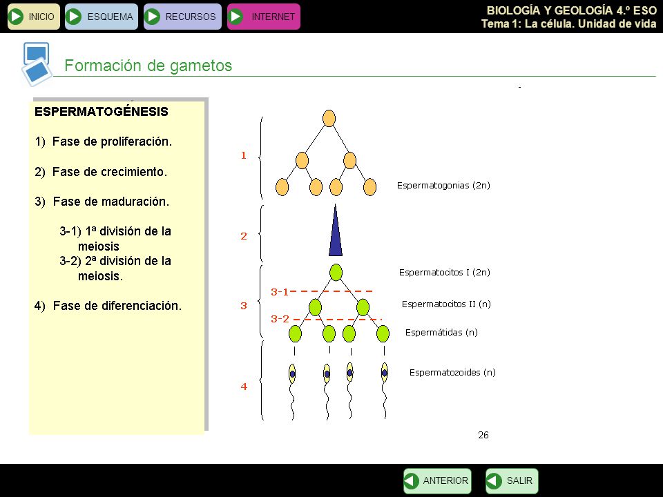 INICIO ESQUEMA RECURSOS INTERNET Formación de gametos ANTERIOR SALIR