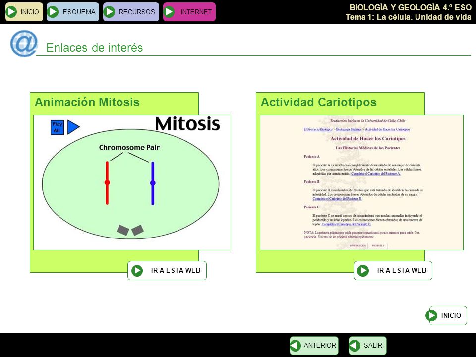 Enlaces de interés Animación Mitosis Actividad Cariotipos INICIO