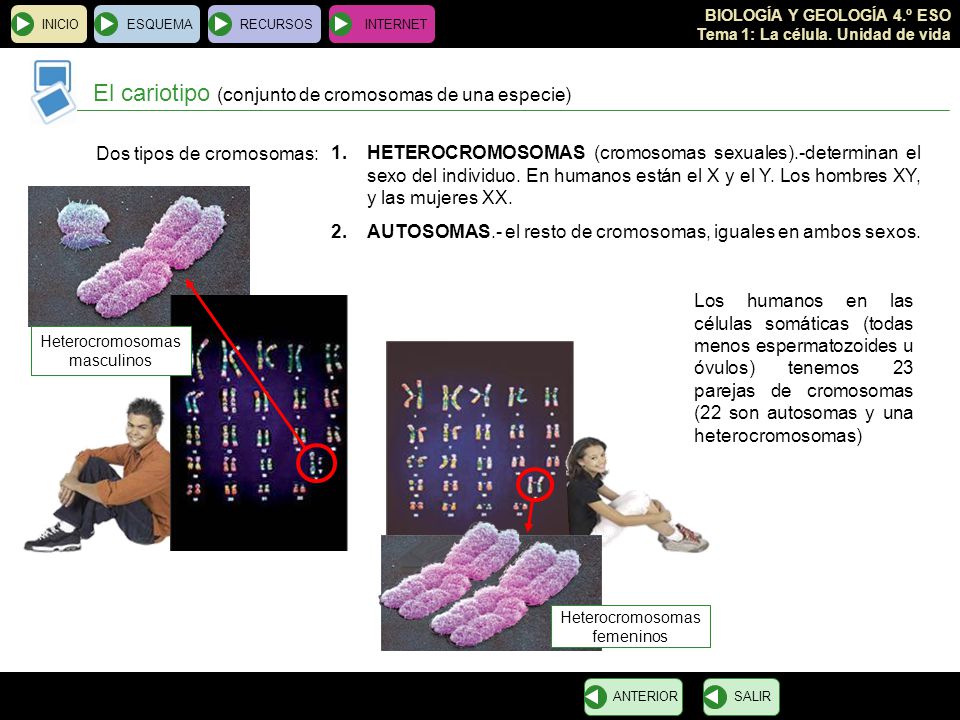 El cariotipo (conjunto de cromosomas de una especie)