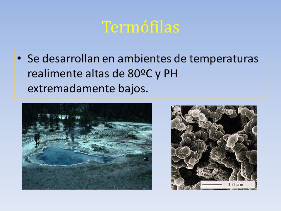 Termófilas Se desarrollan en ambientes de temperaturas realimente altas de 80ºC y PH extremadamente bajos.