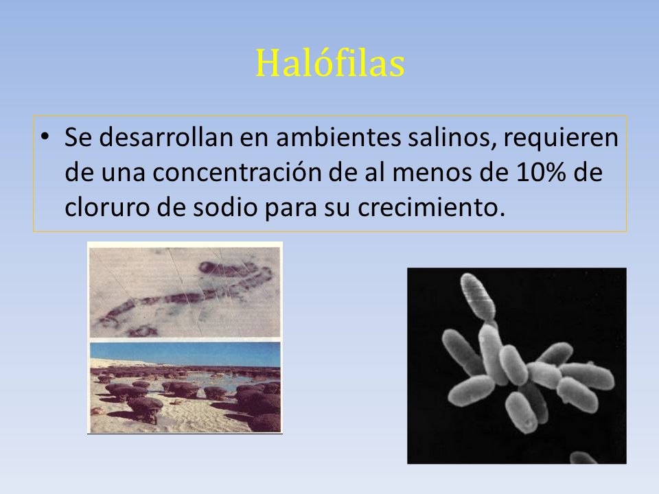 Halófilas Se desarrollan en ambientes salinos, requieren de una concentración de al menos de 10% de cloruro de sodio para su crecimiento.