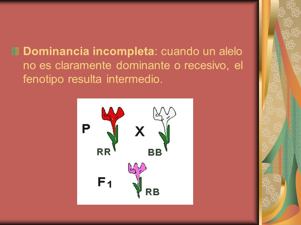 Dominancia incompleta: cuando un alelo no es claramente dominante o recesivo, el fenotipo resulta intermedio.