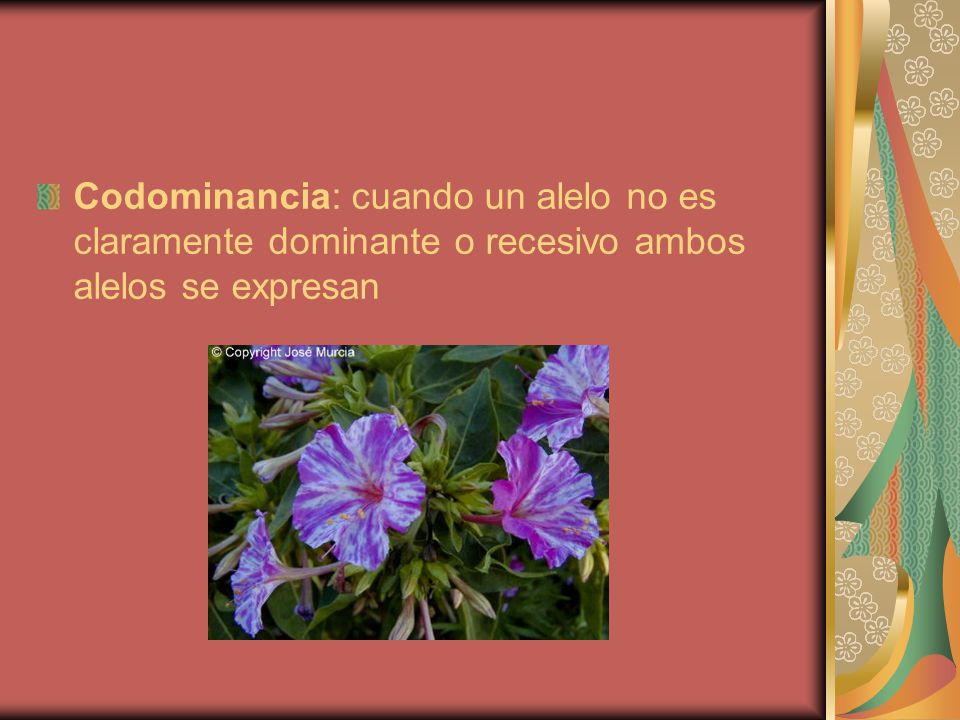 Codominancia: cuando un alelo no es claramente dominante o recesivo ambos alelos se expresan