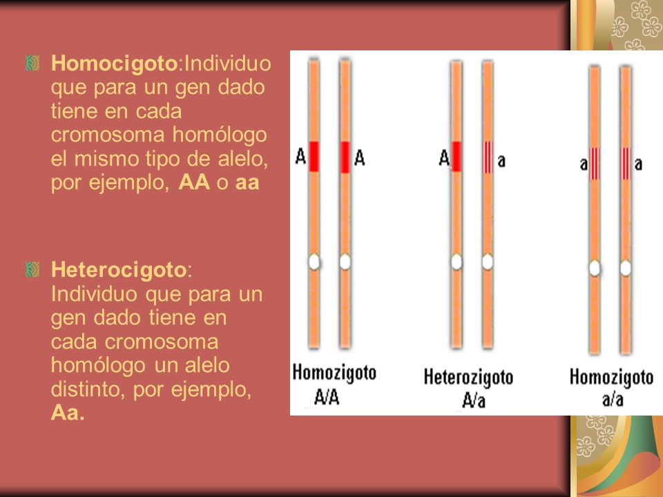 Homocigoto:Individuo que para un gen dado tiene en cada cromosoma homólogo el mismo tipo de alelo, por ejemplo, AA o aa