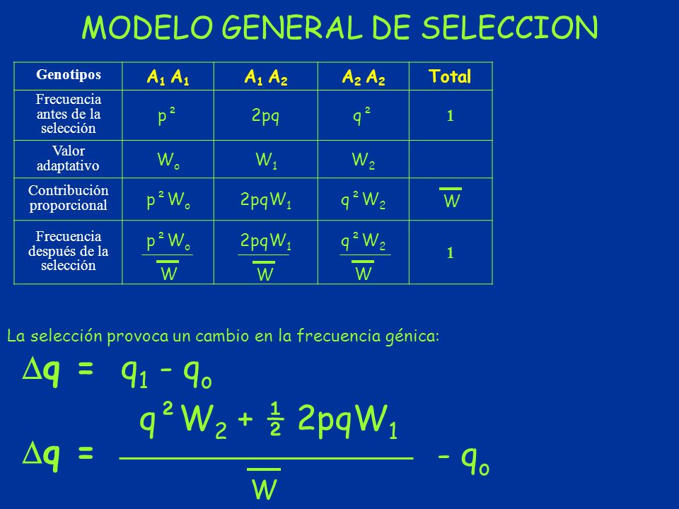 q²W2 + ½ 2pqW1 ‑ qo MODELO GENERAL DE SELECCION W A1 A1 A1 A2 A2 A2