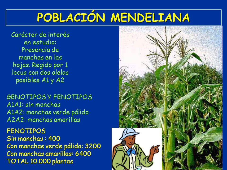 POBLACIÓN MENDELIANA Carácter de interés en estudio: Presencia de manchas en las hojas. Regido por 1 locus con dos alelos posibles A1 y A2.