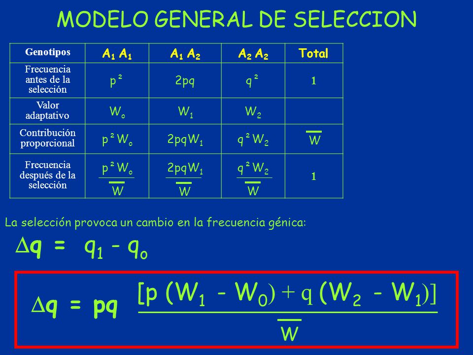 [p (W1 - W0) + q (W2 - W1)] MODELO GENERAL DE SELECCION W A1 A1 A1 A2