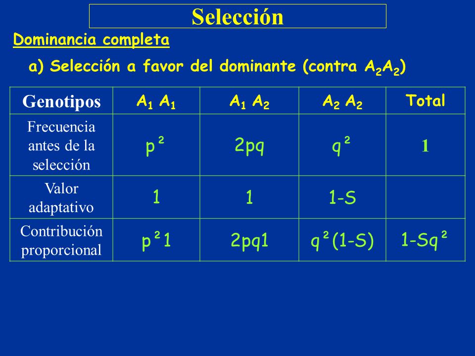 Selección Genotipos p² 2pq q² 1 1-S p²1 2pq1 q²(1-S) 1‑Sq²