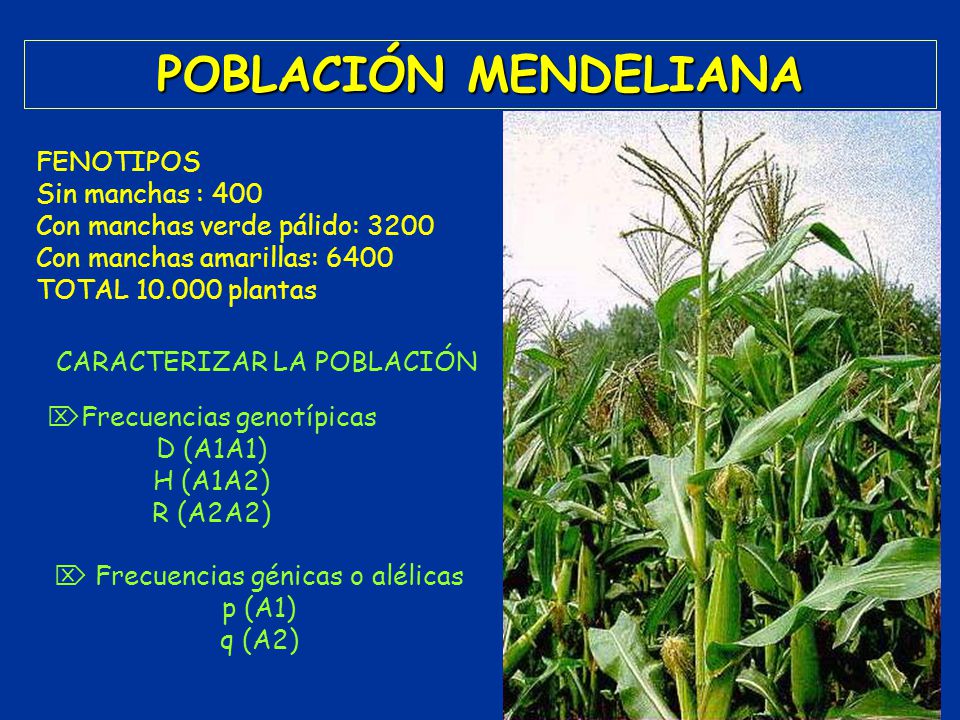 POBLACIÓN MENDELIANA FENOTIPOS Sin manchas : 400