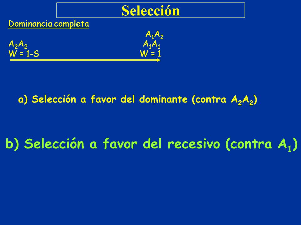Selección b) Selección a favor del recesivo (contra A1)