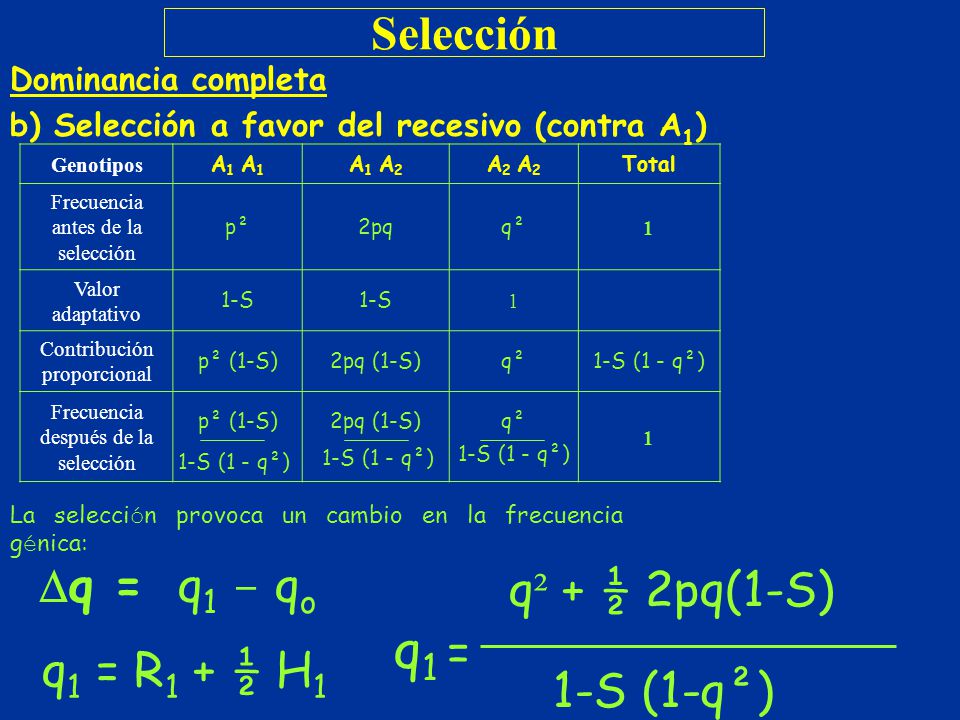q1 = Selección q² + ½ 2pq(1-S) q1 = R1 + ½ H1 1‑S (1-q²)