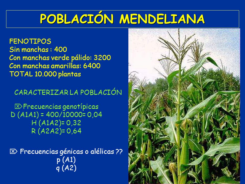 POBLACIÓN MENDELIANA FENOTIPOS Sin manchas : 400