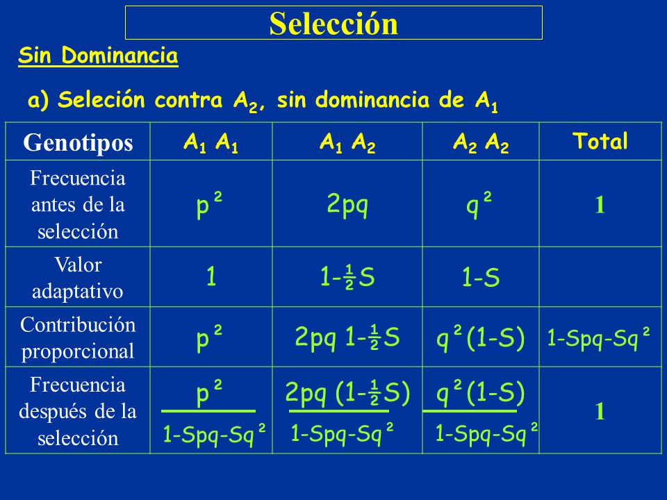 Selección Genotipos p² 2pq q² 1 1‑½S 1-S 2pq 1‑½S q²(1-S) 2pq (1‑½S)