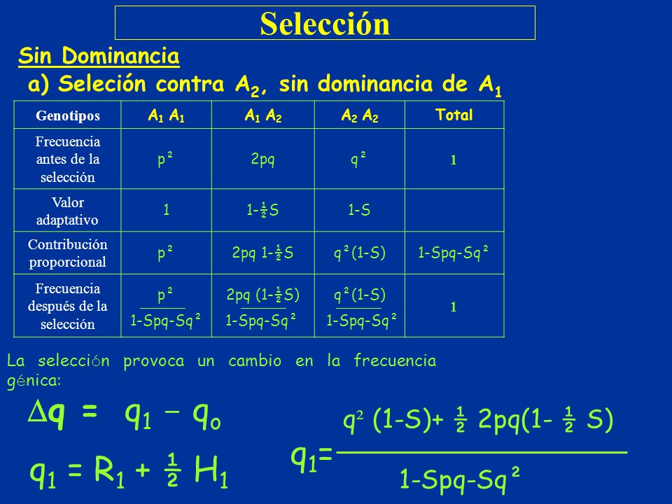 Selección q1= q1 = R1 + ½ H1 q² (1-S)+ ½ 2pq(1- ½ S) 1‑Spq‑Sq²