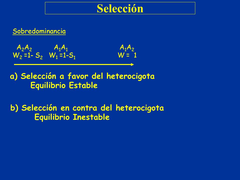 Selección a) Selección a favor del heterocigota Equilibrio Estable