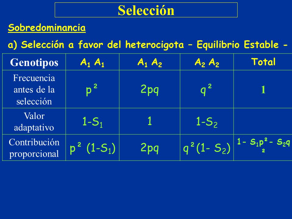 Selección Genotipos p² 2pq q² 1 1-S1 1-S2 p² (1-S1) q²(1- S2)