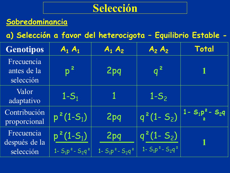 Selección Genotipos p² 2pq q² 1 1-S1 1-S2 p²(1-S1) q²(1- S2)