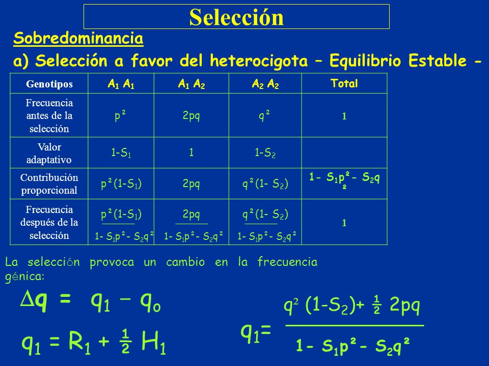 Selección q1= q1 = R1 + ½ H1 q² (1-S2)+ ½ 2pq Sobredominancia