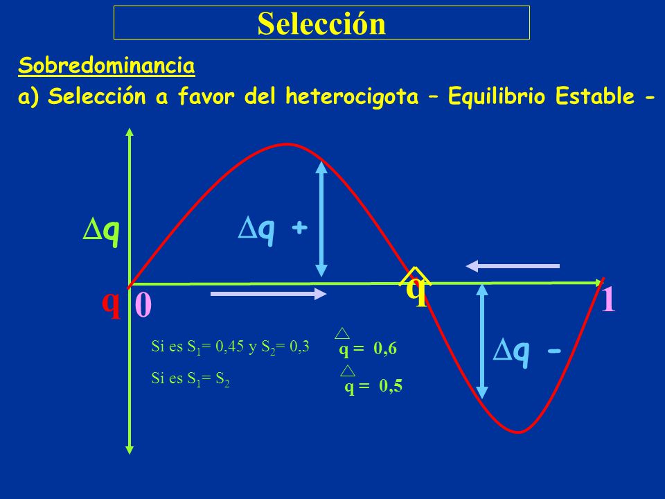 q q + q q 1 q - Selección Sobredominancia