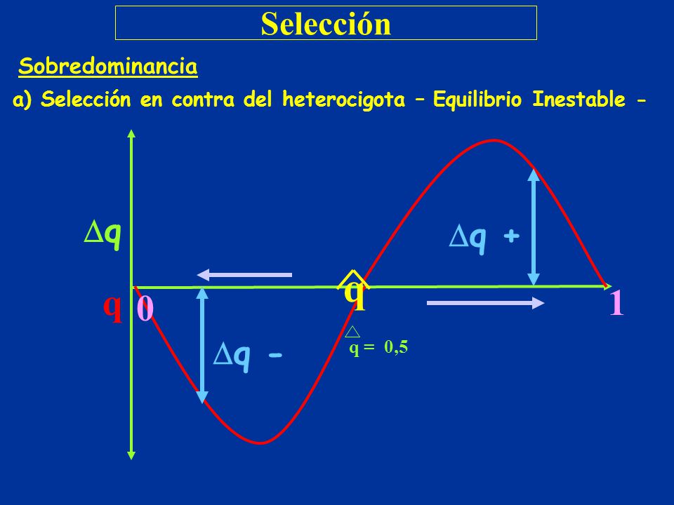 q q + q q 1 q - Selección Sobredominancia