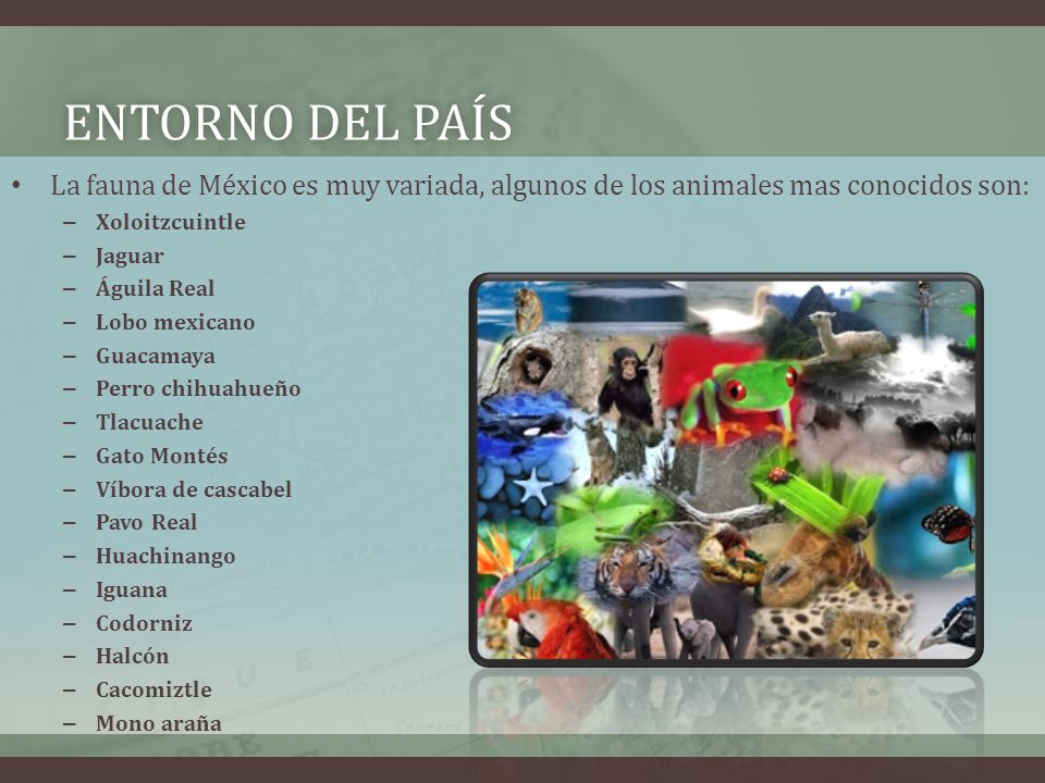 Entorno del país La fauna de México es muy variada, algunos de los animales mas conocidos son: Xoloitzcuintle.