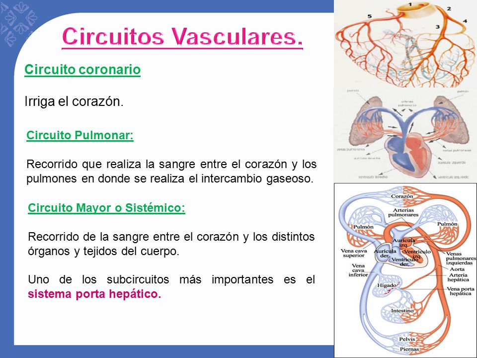 Circuitos Vasculares. Circuito coronario Irriga el corazón.