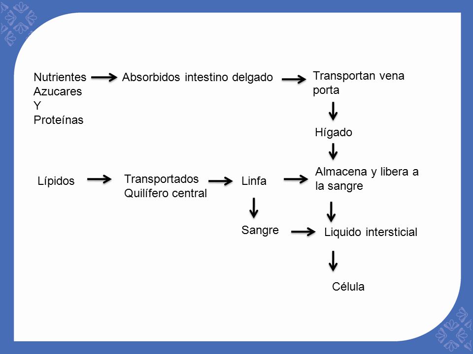 Nutrientes Azucares. Y. Proteínas. Absorbidos intestino delgado. Transportan vena porta. Hígado.