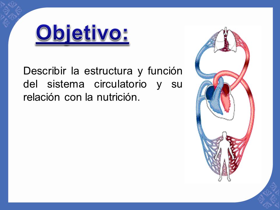 Objetivo: Describir la estructura y función del sistema circulatorio y su relación con la nutrición.