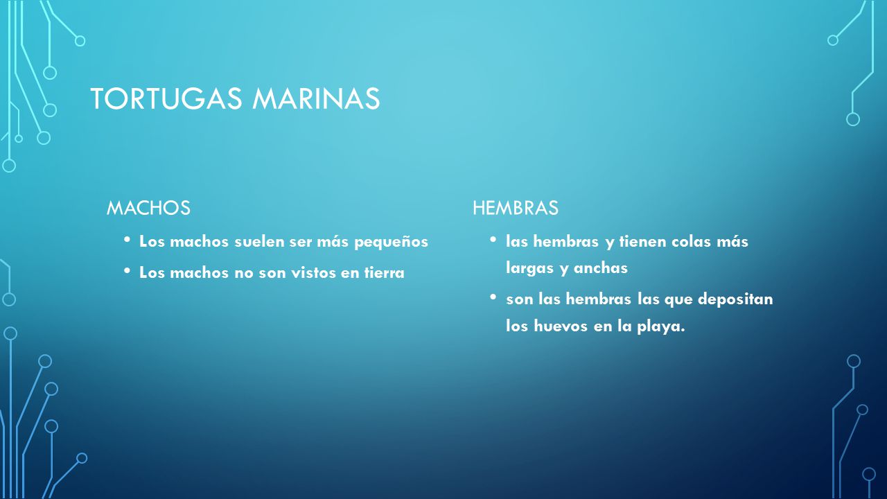 Tortugas marinas machos hembras Los machos suelen ser más pequeños